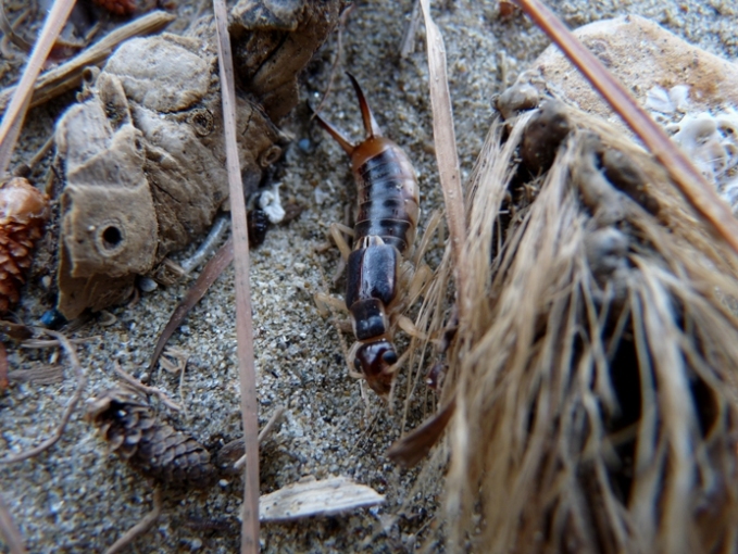 Grossa forficula: Labidura riparia